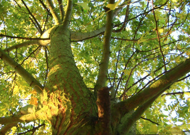 Robinia Sustainable Forestry